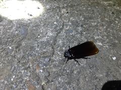 Panesthiinae