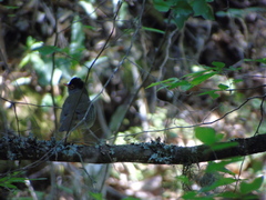 Catharus mexicanus