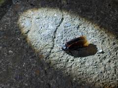 Panesthiinae