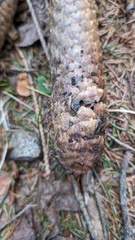 Piceomphale bulgarioides