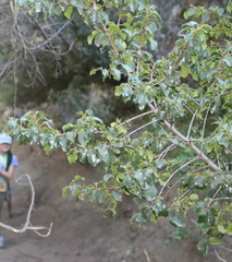 Prunus ilicifolia ilicifolia