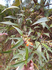 Elleanthus aurantiacus