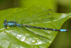 Chromagrion conditum