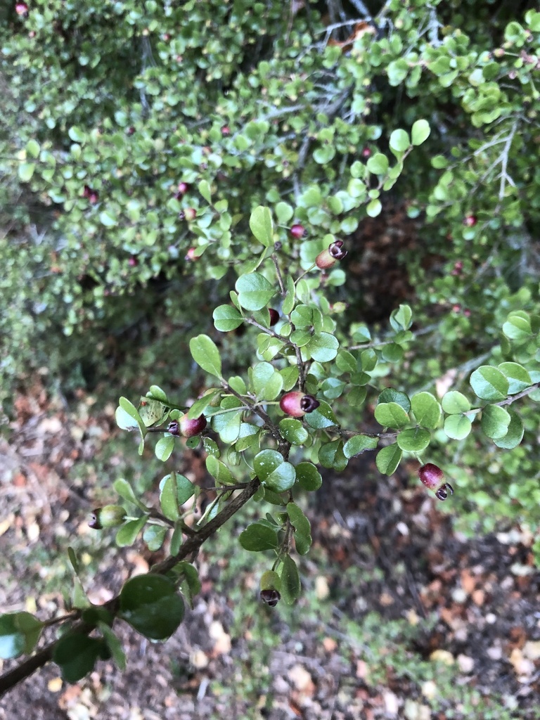 New Zealand Myrtle from Matawai Park, Rangiora, Canterbury, NZ on April ...