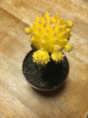 Gymnocalycium