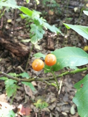 Solanum pseudocapsicum