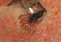 Megabalanus californicus