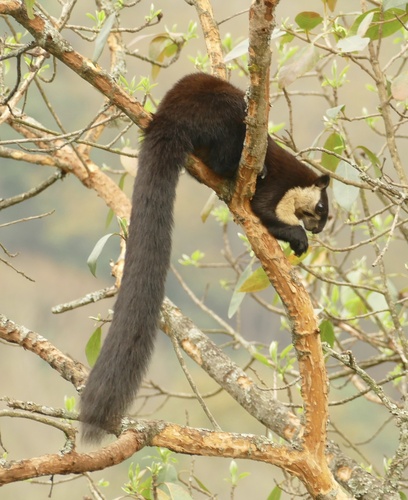 Black Giant Squirrel