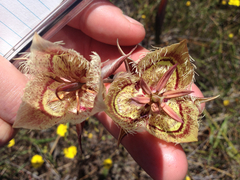 Calochortus tiburonensis