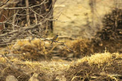 Blue-fronted Redstart (Phoenicurus frontalis), photo 5