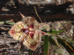 Calochortus tiburonensis