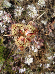 Calochortus tiburonensis