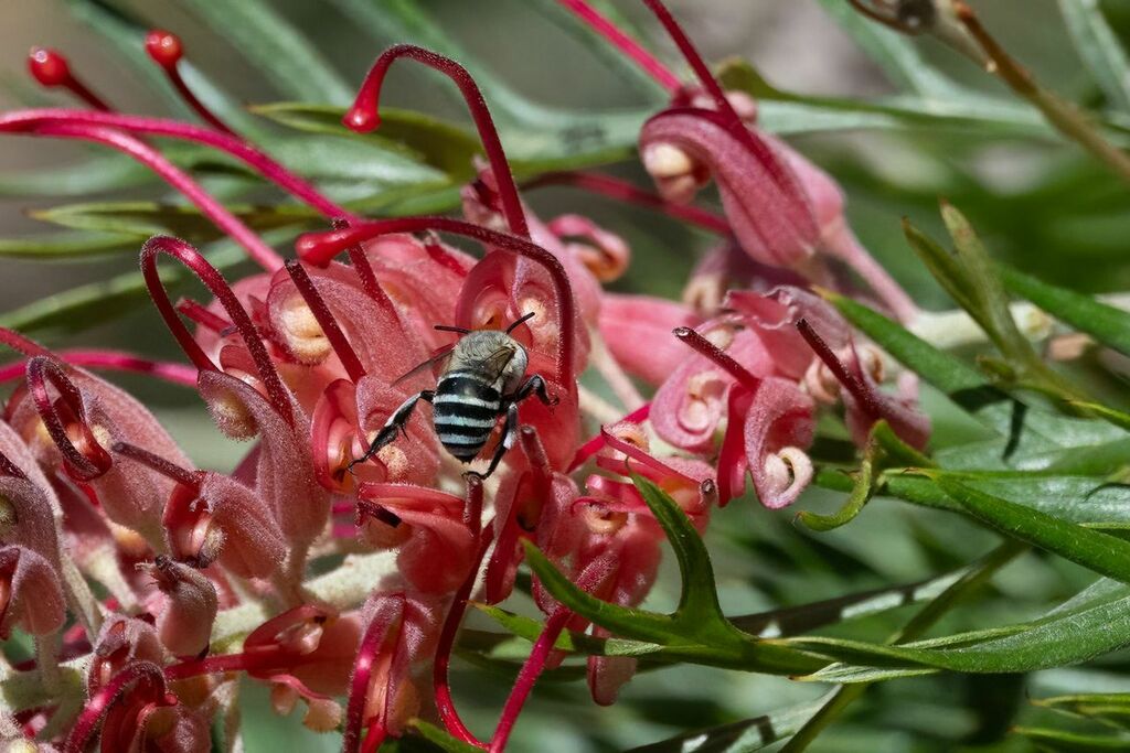 Blue-banded and Allied Digger Bees from Myall Park Botanic Garden, 1 ...