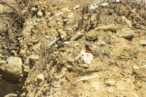 White-throated Redstart (Phoenicurus schisticeps), photo 7