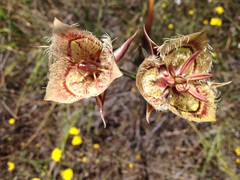 Calochortus tiburonensis