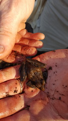 Lithobates sphenocephalus utricularius