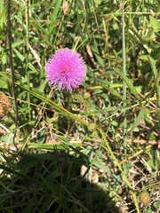 Mimosa hystricina