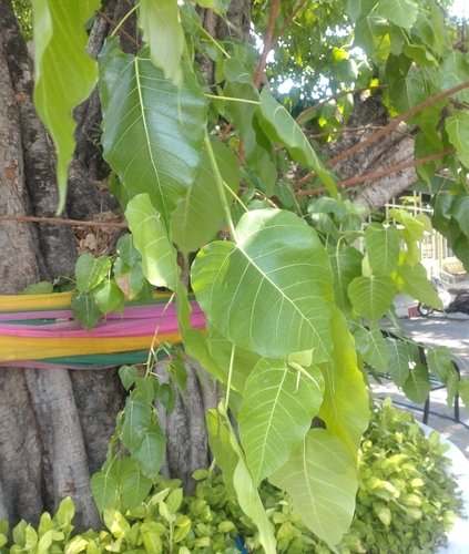 Peepul tree (Ficus religiosa)