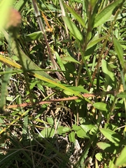 Mimosa hystricina