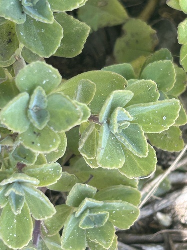 Coleus neochilus