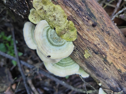 Trametes villosa