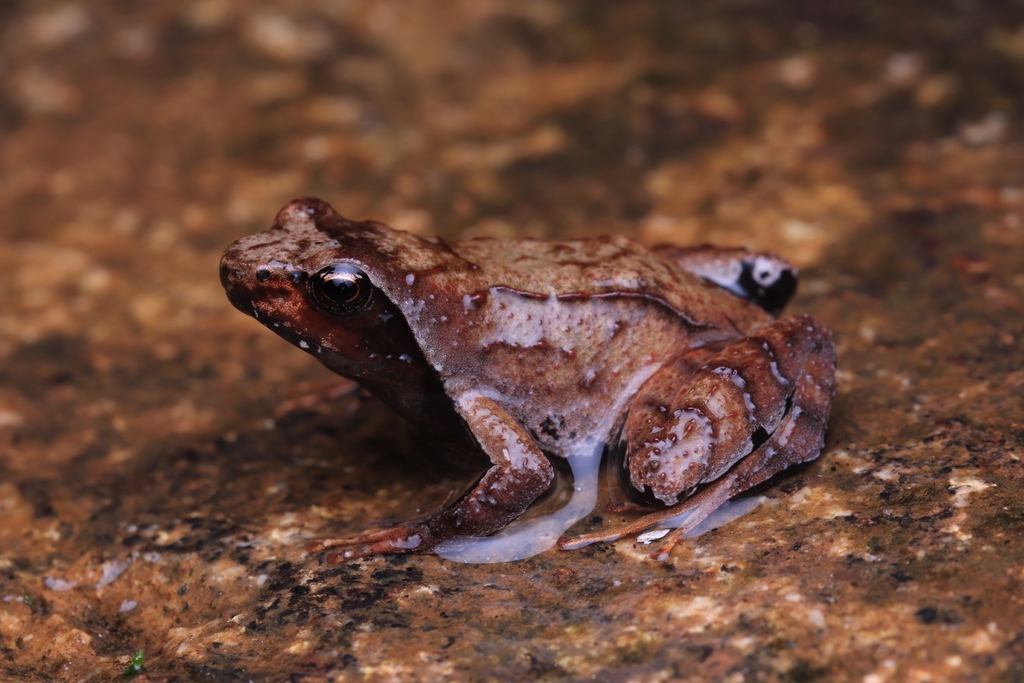 Black-Bellied Dancing Frog