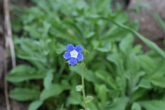 Phacelia viscida viscida