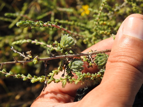 Stefaniola salsolae