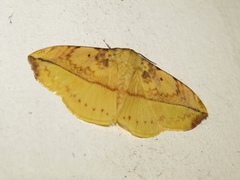 Apha kantonensis