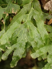 Veined filmy fern (Polyphlebium venosum)