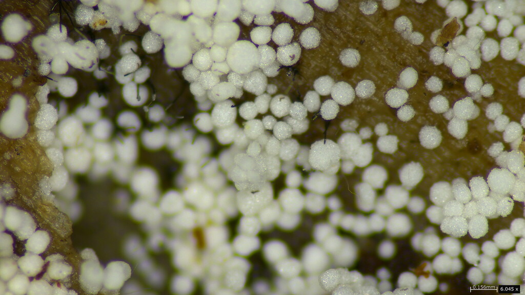 Aegerita candida · April 2024 · photo: © atsushi_nakajima_cirque (iNaturalist, cc-by)