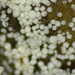Aegerita candida