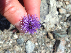 Gilia capitata capitata