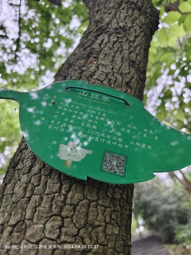 Poliothyrsis sinensis observed 2024-04-28