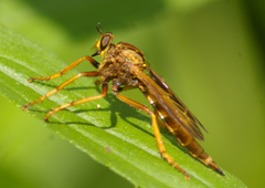 Asilus sericeus