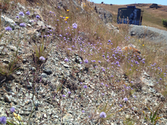 Gilia capitata capitata