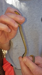 Liodytes rigida sinicola