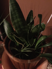 Sansevieria liberica