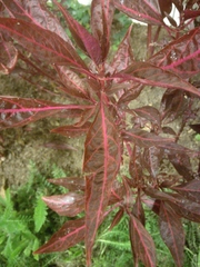 Iresine diffusa herbstii