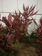 Iresine diffusa herbstii