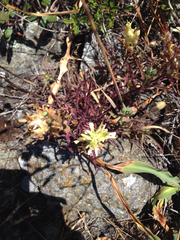 Castilleja affinis neglecta