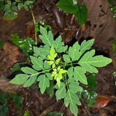 Mikania ternata, photograph (c) Patrícia Mees, some rights reserved (CC BY)