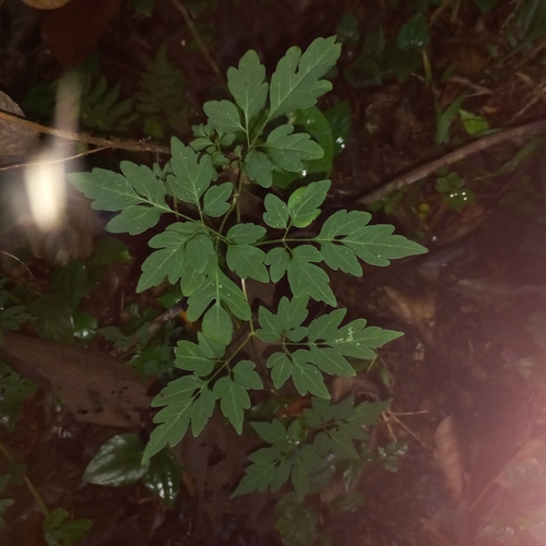 Mikania ternata, photograph 3