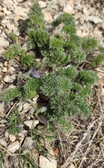 Pulsatilla tenuiloba, photograph (c) Юлия, some rights reserved (CC BY)