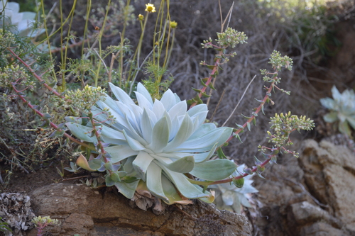 Britton's Dudleya