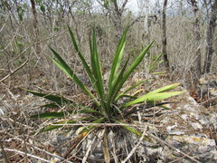 Furcraea guatemalensis