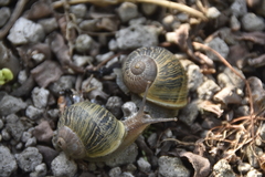Cornu aspersum