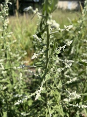 Ouret leucura, photograph mr_t_explorer, CC0, iNaturalist via GBIF