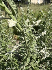 Ouret leucura, photograph mr_t_explorer, CC0, iNaturalist via GBIF