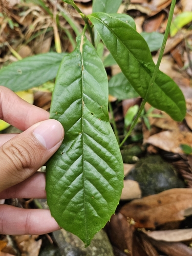 Symplocos glauca (Symplocos glauca)